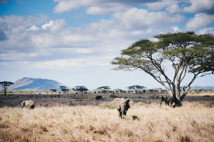 serengeti elephants