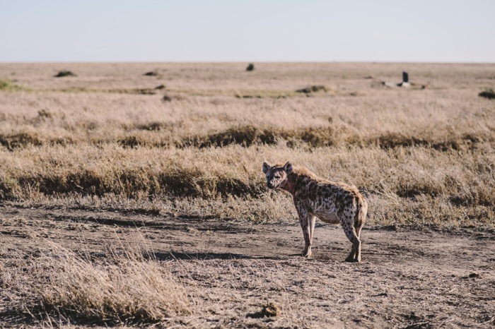 serengeti hyena